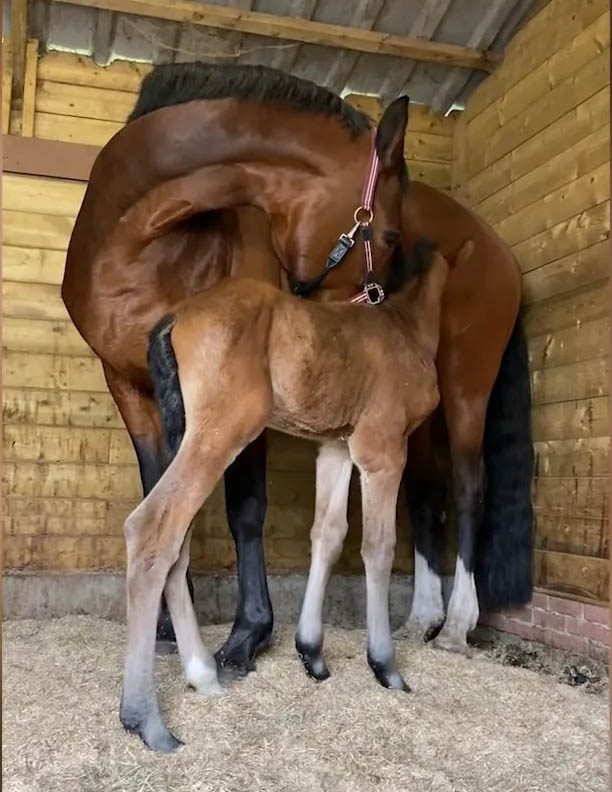 Foster Mare Takes Care Of Orphaned Foal